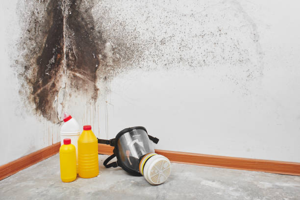 Best Mold Removal Near Me  in Garrett, TX