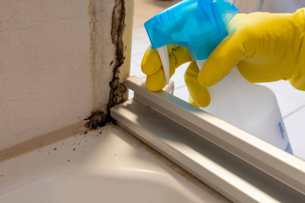 Best Mold Removal and Inspection  in Garrett, TX