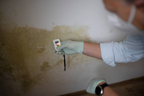Best Fast Mold Removal  in Garrett, TX