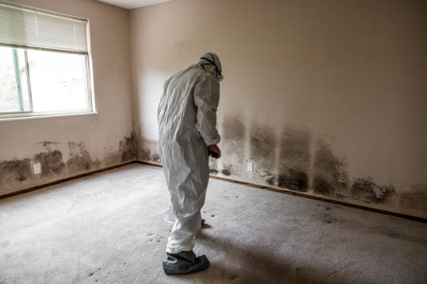 Best Affordable Mold Removal  in Garrett, TX