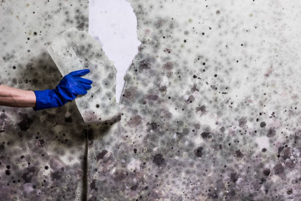 Mold Removal and Inspection in Garrett, TX