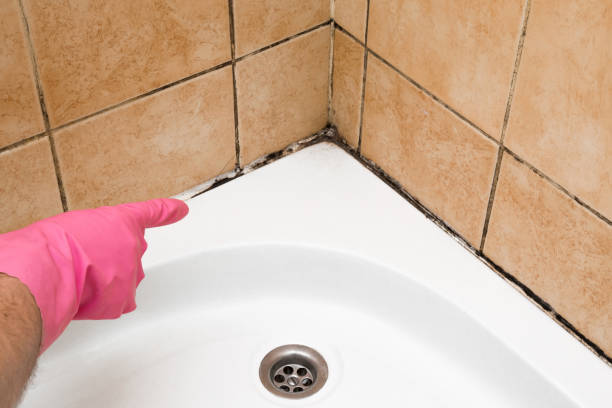 Best Attic Mold Removal  in Garrett, TX